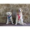 Picture of Limitless Fuschia Harness | Versatile Dog Harness